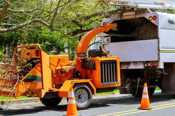 Best Storm Damage Tree Cleanup  in Grafton, WV